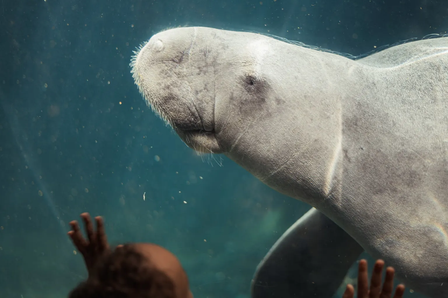 Aquarium de Paris tarifs : le dilemme de Julie pour sa visite