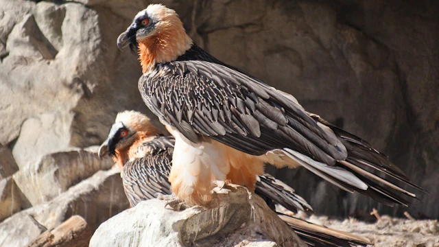 Alpenzoo d'Innsbruck