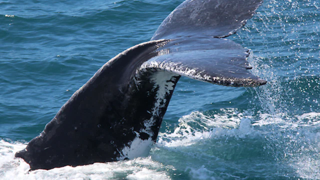 Observation des baleines à Gold Coast