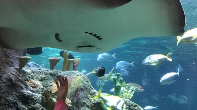 SEA LIFE Kansas City