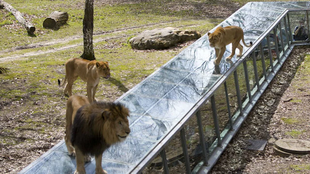 Safari de Thoiry