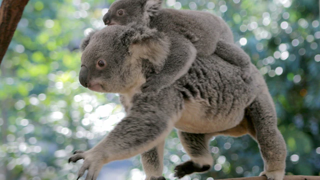 Sanctuaire de koalas de Lone Pine