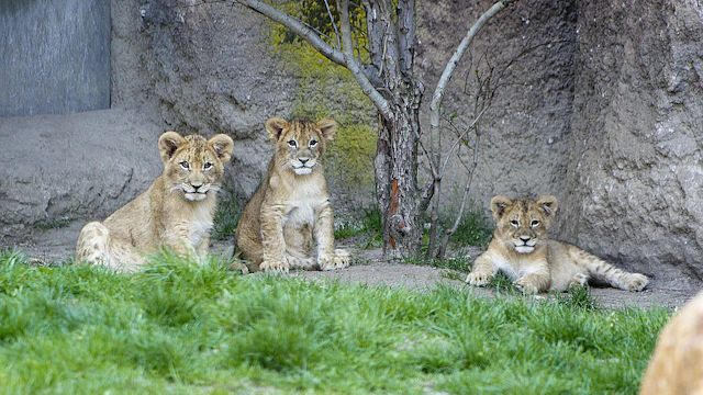 Zoo de Leipzig