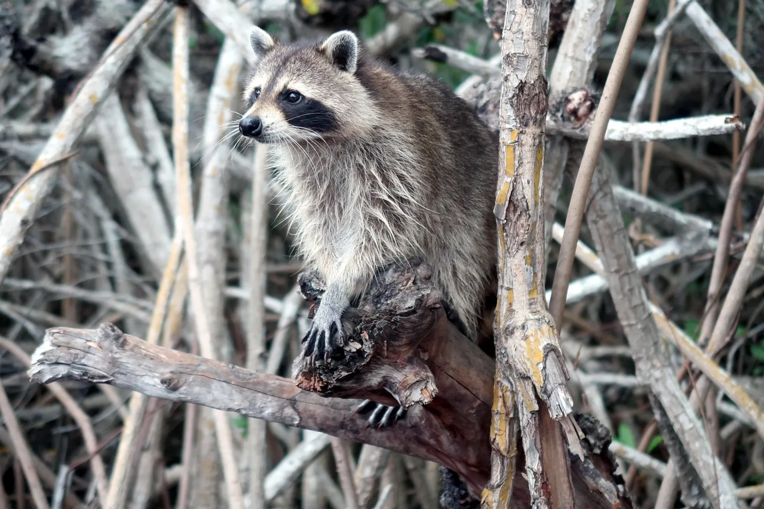 Wild Florida : retour d'expérience sur la réservation en ligne