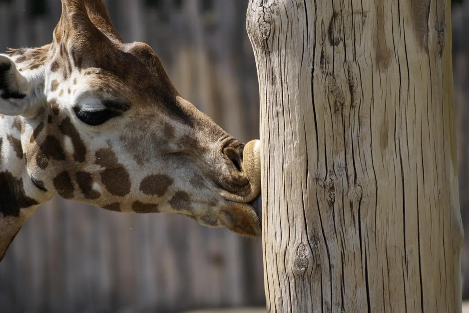 Zoo de Leipzig : coulisses d'une visite et gestion des flux